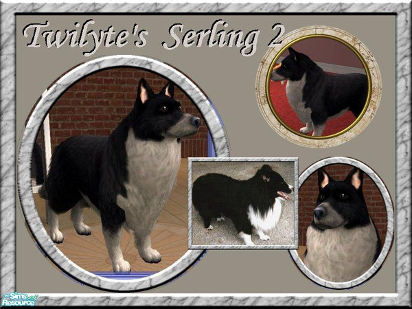 Sims 2 — Twilyte's Serling 2 by Twilyte — Meet Serling, my trusted bi-black Sheltie. This is the big version (a little