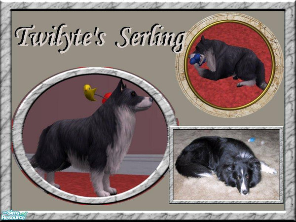 Sims 2 — Twilyte's Serling by Twilyte — Meet Serling, my bi-black Sheltie. This is the small version with a flowing coat.