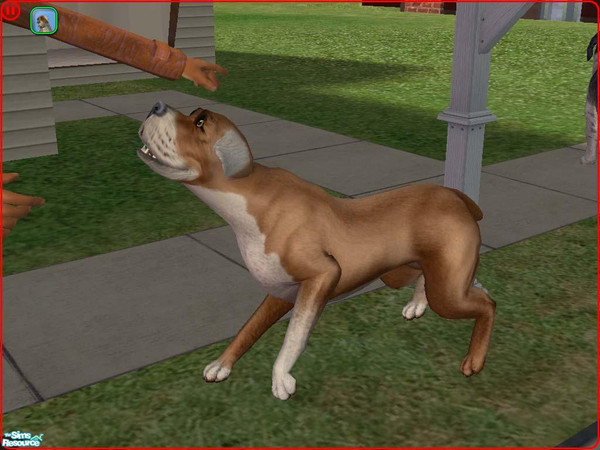 Sims 2 — American Bulldog by Freelance_Wolf — My version of the American Bulldog.