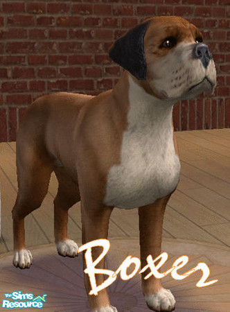 Sims 2 — Boxer by tansbunny — 