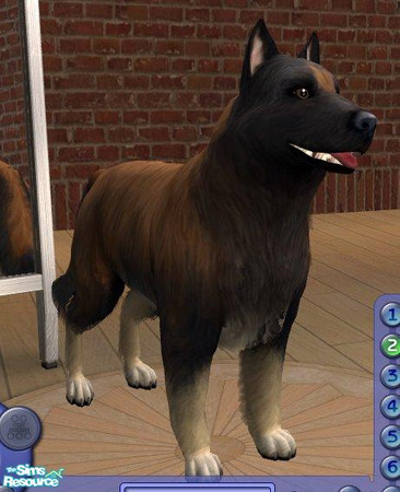 Sims 2 — Belgian Tervuren by Songe — 