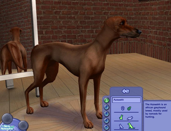 Sims 2 — Azawakh by Geanois — The Azawakh is an african greyhound breed, mostly used by nomads for hunting. The colors of