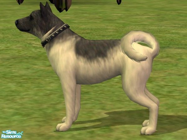 Sims 2 — Eskimo Dog by Wolf91 — Used as a sled dog, this dog needs firm handling and early training, as it is a pack