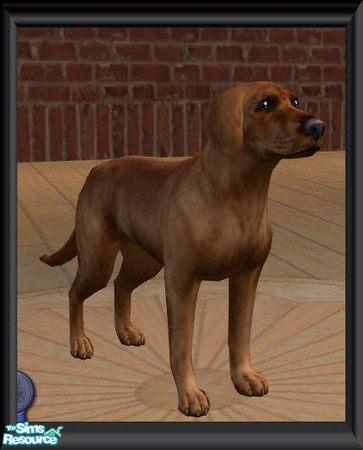 Sims 2 — oscar by pinky — Oscar is a beagle dashound mix. His insperation was my sisters loyal freind of 21 years!