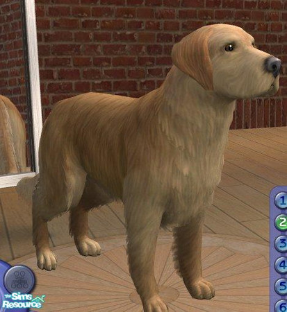 Sims 2 — Golden Retriever by Songe — A more realistic golden retriever... with jowels.