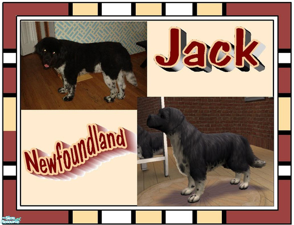 Sims 2 — Jack The Newfoundland by simromi — This is Jack. He is my sister-in-law's dog who lives in Washington State.