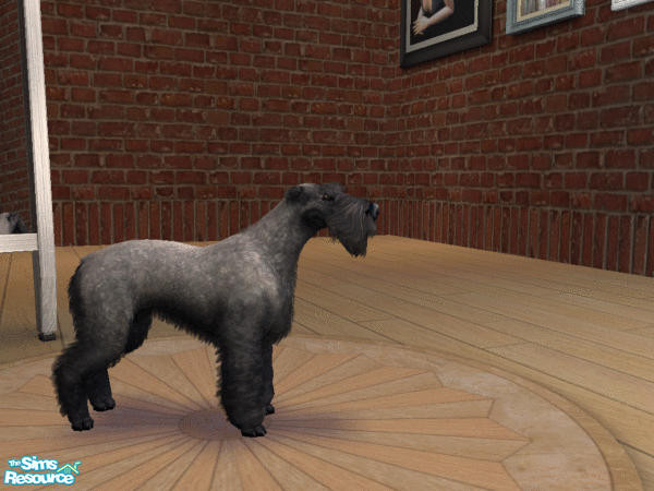Sims 2 — Kerry Blue Terrier by LinLark — A frisky little Kerry Blue Terrier