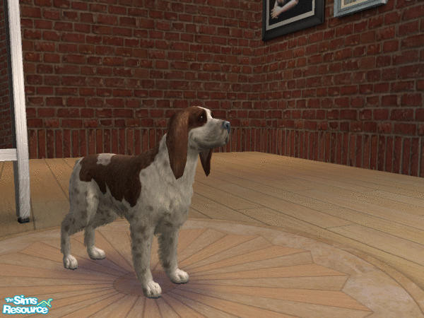 Sims 2 — English Springer Spaniel by LinLark — A Brown and White Springer Spaniel
