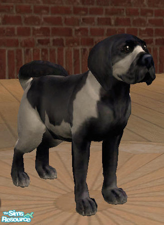 Sims 2 — Dutch Cowhound by amish004 — Sporting the black and white coat of the famous dutch cows this dog os the perfect