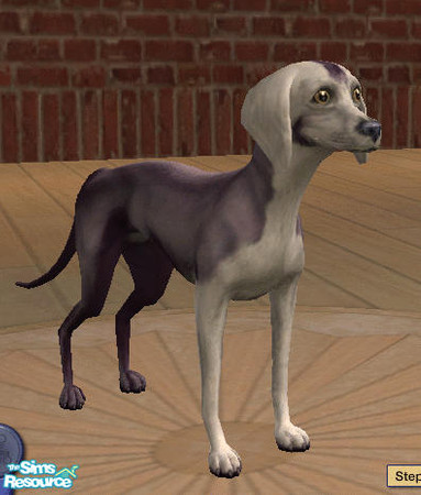 Sims 2 — Blue White Chihuahua by amish004 — This is a thinner recolour of the chihuahua, this small skinny dog is very