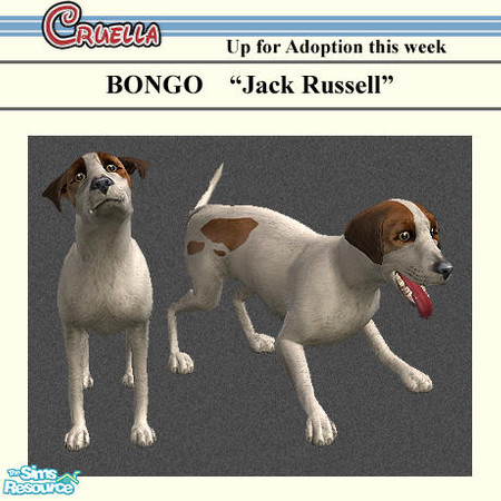 Sims 2 — am_Bonzo by Cruella — Bonzo is a cute Jack Russell, small dog.
