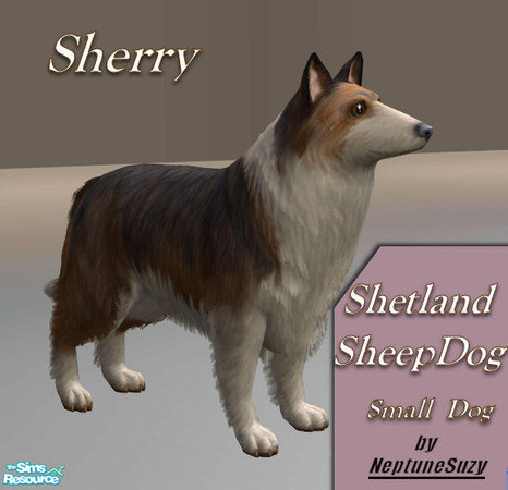 Sims 2 — NSC Pets - Shetland Sheepdog by Neptunesuzy — Enjoy! 