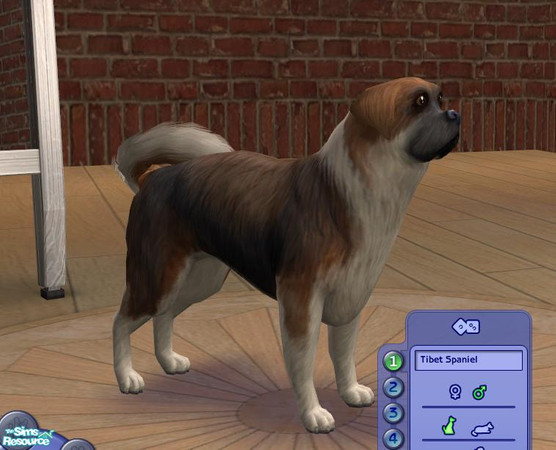 Sims 2 — Tibet Spaniel by Geanois — The Tibet Spaniel looks similar to the old Pekingese breeds but is a bit higher. He