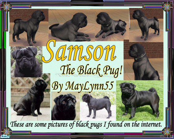 Sims 2 — Samson, The Male Black Pug by maylynn55 — I was not impressed with the Pug breed in the Pets choices so I have