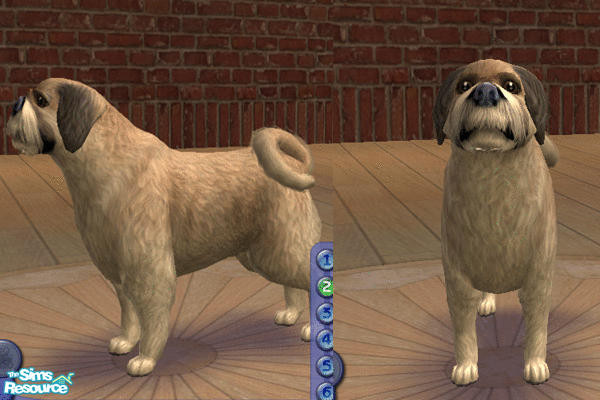 Sims 2 — Brown Shih Tzu by maddox97 — Brown shih tzu with a "puppy cut" modelled after my Iko.