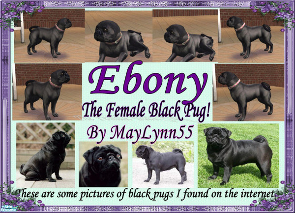 Sims 2 — Ebony, The Female Black Pug by maylynn55 — I was not impressed with the Pug breed in the Pets choices so I have