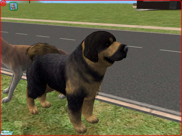Sims 2 — Tibetan Mastiff by Freelance_Wolf — A large and formidable dog from Tibet. Excellent guard dog yet gentle with