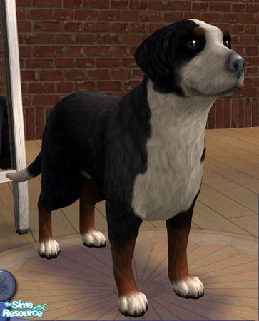 Sims 2 — Bernese Mountain Dog by SimStad — A beautiful Bernese Mountain Dog for your game. Enjoy!