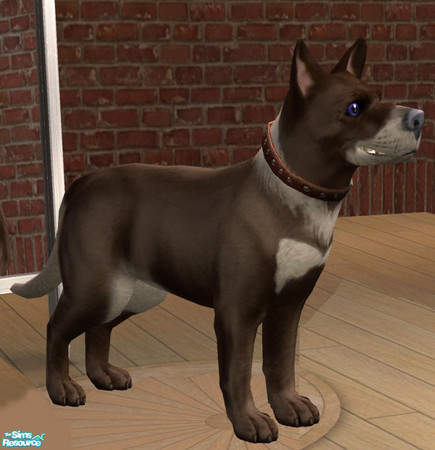 Sims 2 — Geckas Dog by greeksim — Greek Shepherd dog