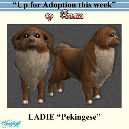 Sims 2 — am_Ladie by Cruella — Ladie is a reddish and white Pekingese, small dog.
