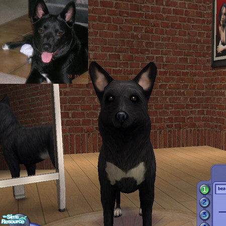 Sims 2 — My Bear Bear by jmm8220 — Here is a dog I created that resembles my dog Bear Bear who passed September 12,2006.