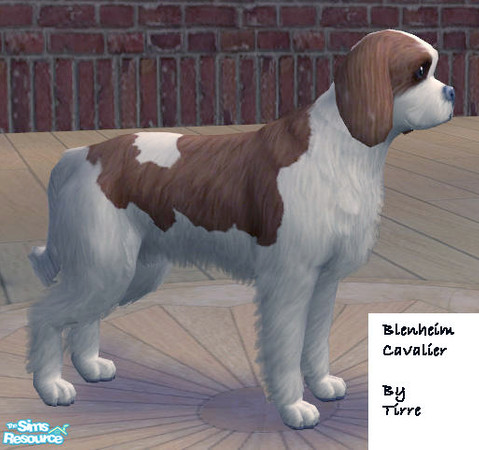 Sims 2 — Blenheim Cavalier King Charles spaniel by Tirre — This is my favourite dogbreed, so I just had to try it out in