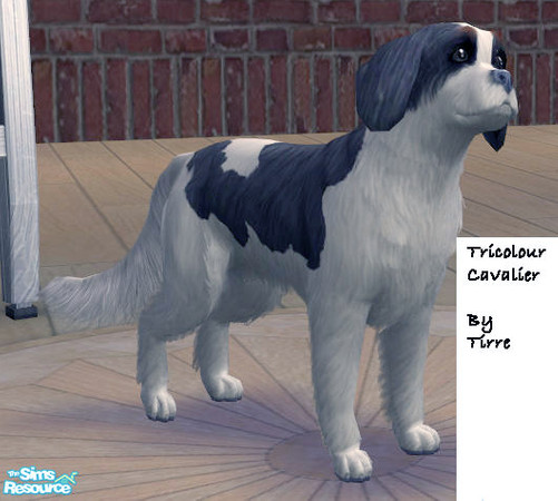 Sims 2 — Tricolour Cavalier King Charles spaniel by Tirre — This is my favourite dogbreed, so I just had to try it out in
