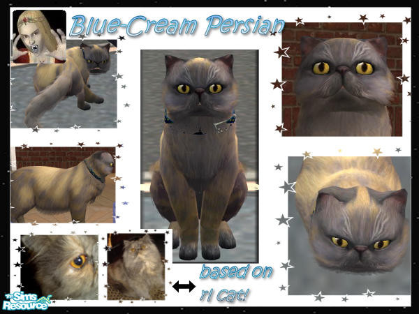 Sims 2 — Cat Breed: Blue-Cream Persian by c_literati — Based on our real-life Persian. :D