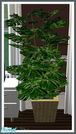 Sims 2 — Swiss Cheese Plant by simtomatic — 