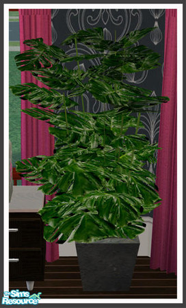 Sims 2 — Serene Swiss Cheese Plant by simtomatic — 