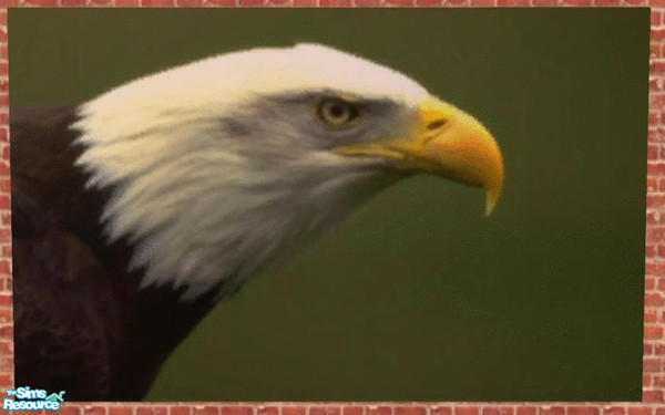 Sims 2 — An eagle by Dania:) — A big poster of this majestic bird.