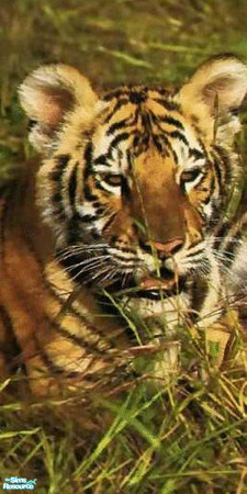 Sims 2 — Animal Wallpaper No 11 left by huntress2005 — Part of Animal Wallpaper Set Part 1