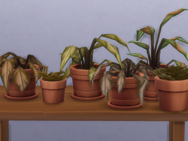 Sims 4 — Mega Fern Slighyly Dead| Dead plants thatsadsack by jasey234 — 2 dead Base Game plants