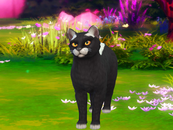 Sims 4 — Skunk Cat by PastelHeartKittens — A skunk you can adopt into your family!