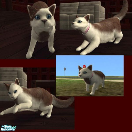 Sims 2 — Angel by LaurieR — A sweet lovable kitty who may need a little diet! :)
