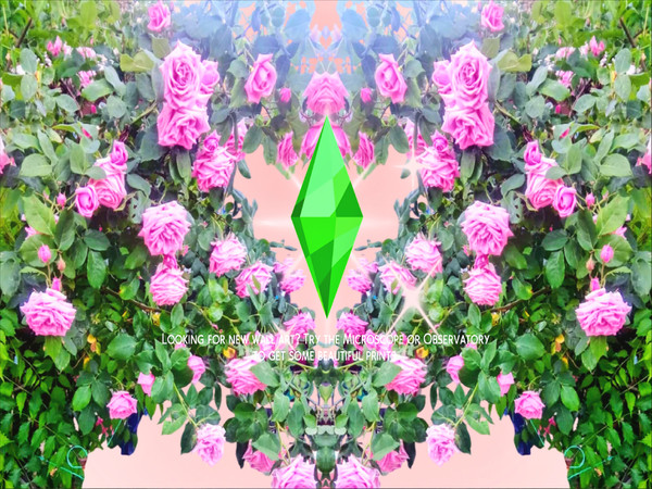 Sims 4 — Patreon - Pink Roses by Draven298 — I made this one in honor of the beautiful community garden that once was but