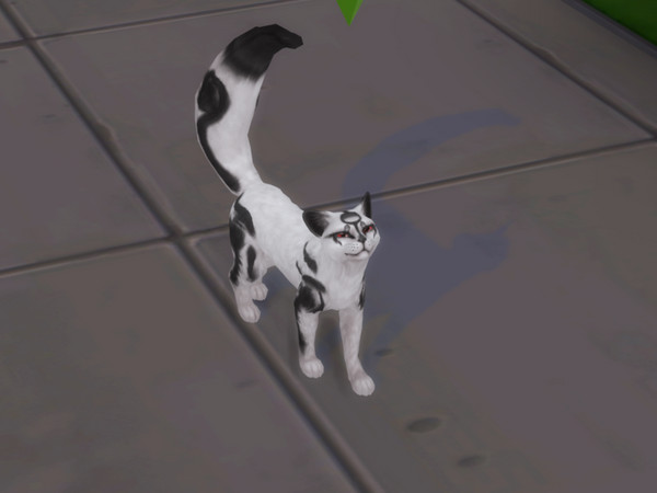 Sims 4 — Ink Black Painted Kitty by PastelHeartKittens — A beautiful cat with strange markings, she moves so
