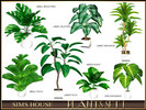 Sims 4 — PLANTS SET 1 by Sims_House — PLANTS SET 1