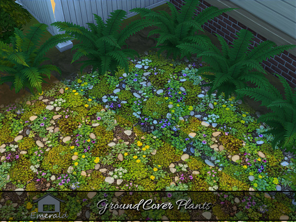 Sims 4 — Ground Cover Plants 5 by Emerald — Ground cover plants are low maintenance,spreading plants that prevent