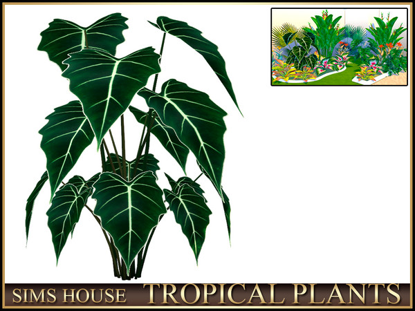 Sims 4 — Sims House ALOCASIA | TROPICAL PLANTS by Sims_House — TROPICAL PLANTS