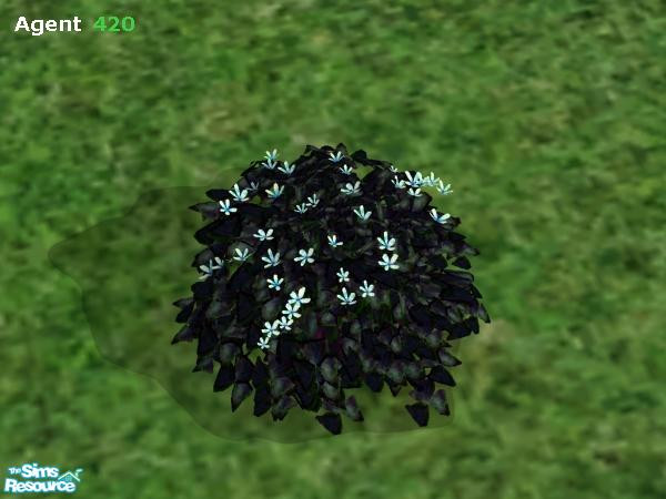 Sims 2 — Evil Dark Bush (Light Blue Flowers) by Agent420 — This version of the Evil Dark Bush has nice Light Blue