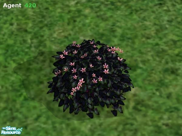 Sims 2 — Evil Dark Bush (Pink Flowers) by Agent420 — This version of the Evil Dark Bush has nice Pink Flowers. Needs