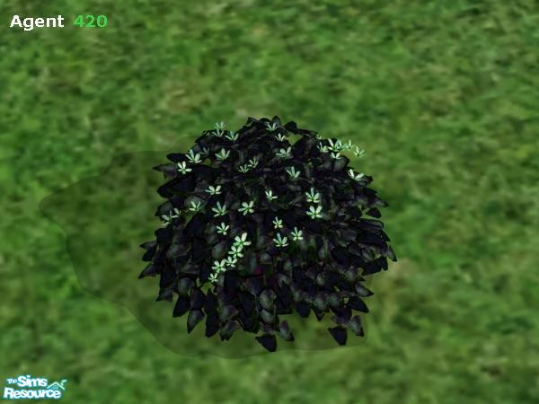 Sims 2 — Evil Dark Bush (Light Green Flower) by Agent420 — This version of the Evil Dark Bush has Light Green Flowers.