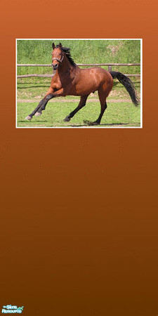 Sims 2 — Simply wall 2/2 by BBKZ — Simply but pretty wallpaper with picture of a horse made by my sister Daniolek (alias