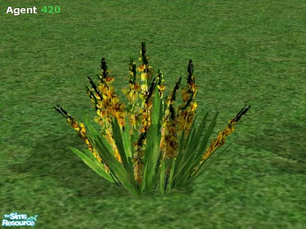 Sims 2 — Multicolored Gladiola #2 by Agent420 — A Multicolored Gladiola with lots of greens and yellows. MESH by