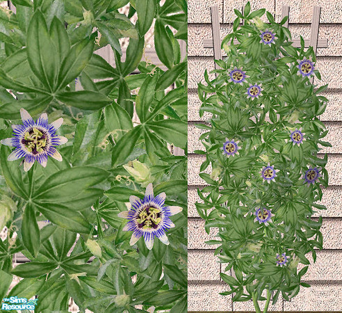 Sims 2 — Climbing Flower - Decorative plant MESH by Bitzybus — ***MESH file - Decorative plant*** You must download the