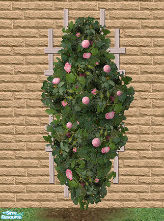 Sims 2 — Climbing Roses - Light Pink by Bitzybus — Recolor of the climbing rose.