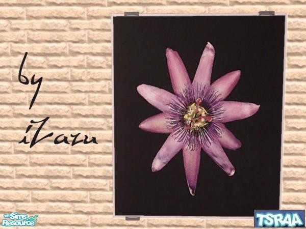 Sims 2 — Black Dahlia 4 by iZazu — Set includes 8 Pictures for spring theme week! by iZazu.. TSRAA
