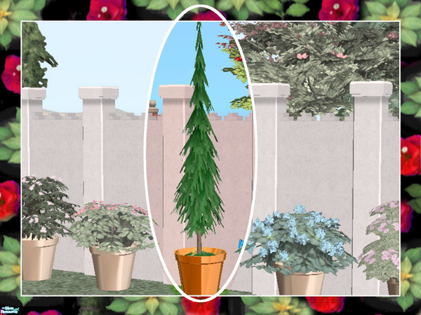 Sims 2 — Patio Shrubs-Cedar by Dgandy — Dress up your patio, deck or entry with these lush potted shrubs. If you choose