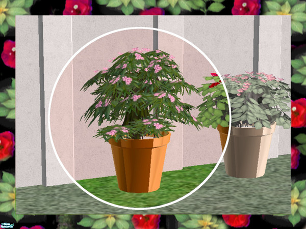Sims 2 — Patio Shrubs-Oleander by Dgandy — Dress up your patio, deck or entry with these lush potted shrubs. If you